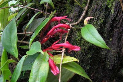 Cây dược liệu cây Hoa ki nhọn, Má đào nhọn - Aeschynanthus acuminatus Wall
