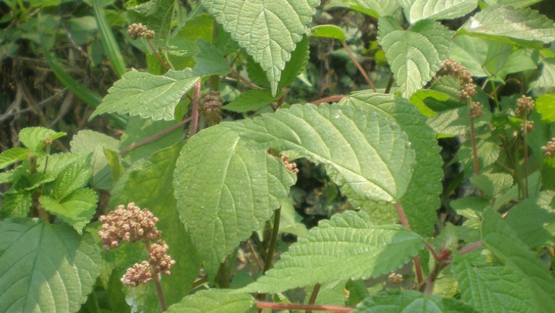 Cây dược liệu cây Han lình, Han tía - Laportea violacea Gagnep