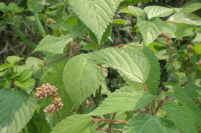 Cây dược liệu cây Han lình, Han tía - Laportea violacea Gagnep