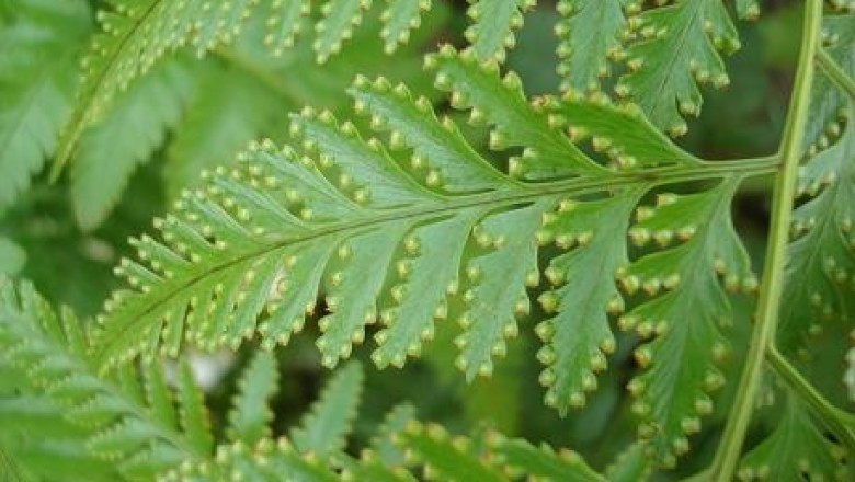 Cây dược liệu cây Hắc xà, Vẩy lợp hung - Davallia orientalis C. Chr