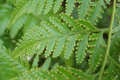 Cây dược liệu cây Hắc xà, Vẩy lợp hung - Davallia orientalis C. Chr