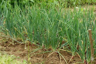 Cây dược liệu cây Hành ta - Allium ascalonicum L