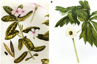 Thuốc chống ung thư từ dược liệu dân gian