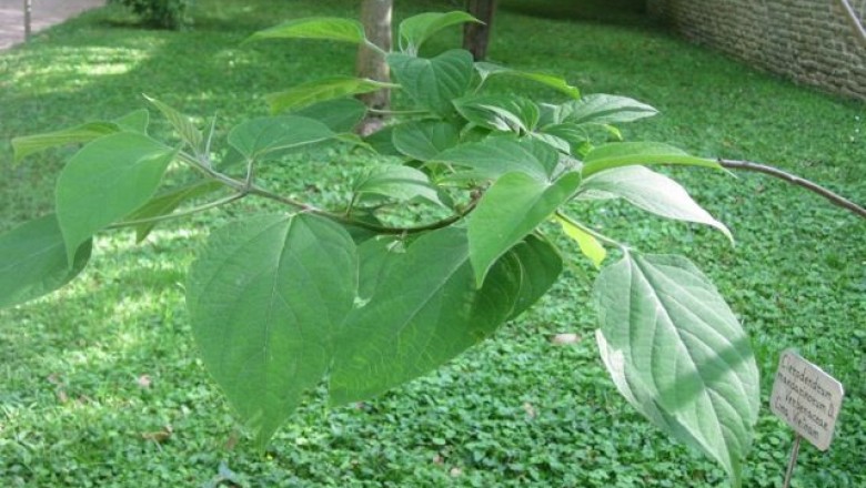 Cây dược liệu cây Hải thông, Ngọc nữ quan - Clerodendrum mandarinorum Diels