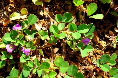 Cây dược liệu cây Hàn the ba hoa - Desmodium triflorum (L.,) DC