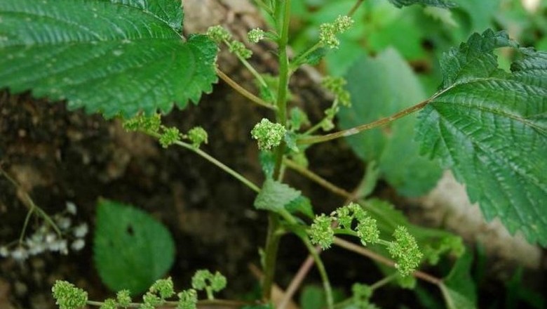 Cây dược liệu cây Han voi, Mán voi - Dendrocnide urentissima (Gagnep.) Chew, (Laportea urentissima Gagnep)