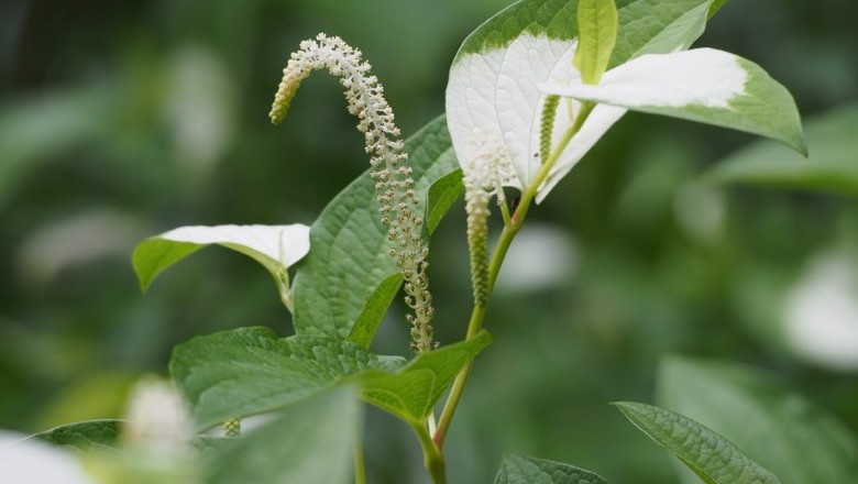 Cây dược liệu cây Hàm ếch, Trầu nước - Saururus chinensis (Lour.), Baill