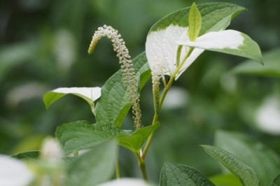 Cây dược liệu cây Hàm ếch, Trầu nước - Saururus chinensis (Lour.), Baill