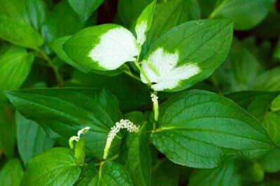 Nghiên cứu thành phần hóa học của tinh dầu lá Hàm ếch - Saururus chinensis (Lour.) Hort. ex Loud