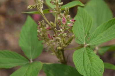 Cây dược liệu cây Hàm xì, Niễng cái, Tóp mỡ lá to - Flemingia macrophylla (Willd.) Merr. (Moghania macrophylla (Willd.), Kuntze)
