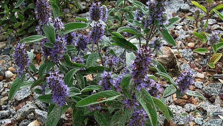 Cây dược liệu cây Hoàng cầm Nam bộ, Thuận Nam bộ - Scutellaria cochinchinensis Briq