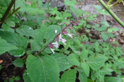 Cây dược liệu cây Hàm huốt - Orthosiphon thymiflorus (Roth.) Sleesen