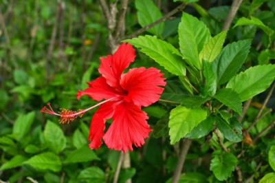 Lợi ích sức khỏe của trà dâm bụt