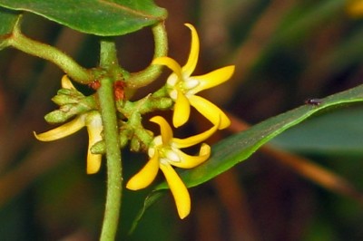 Cây dược liệu cây Dây quả cong - Toxocarpus wightianus Hook., et Arn