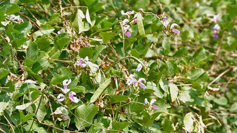 Cây Ðậu cộ, Ðậu ván dại - Canavalia lineata (Thunb.) A. DC