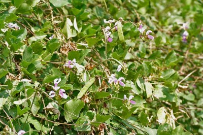 Cây Ðậu cộ, Ðậu ván dại - Canavalia lineata (Thunb.) A. DC