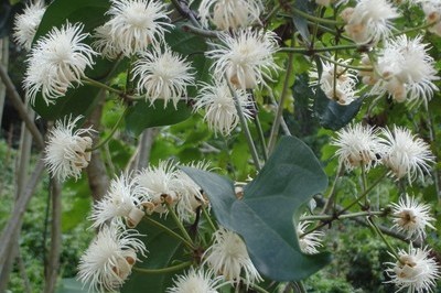 Cây Dây ông lão, Mộc thông - Clematis smilacifolia Wall