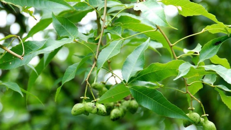 Cây Dầu choòng - Delavaya toxocarpa Franch