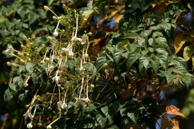 Cây dược liệu cây Ðạt phước - Millingtonta hortensis L.T