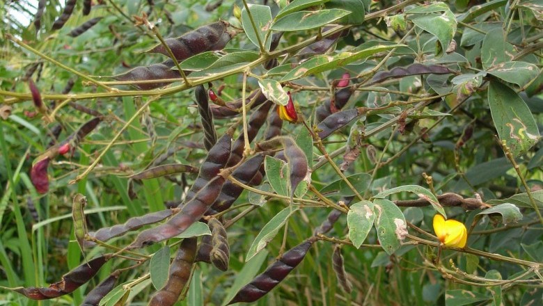 Cây Ðậu chiều, Ðậu săng, Ðậu cọc rào - Cajanus cajan (L., ) Millsp. (C. indicus Spreng.)