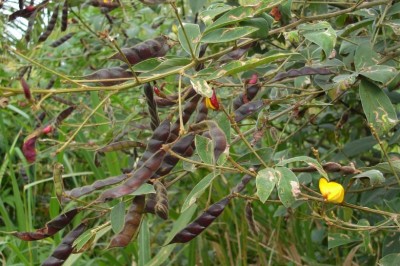 Cây Ðậu chiều, Ðậu săng, Ðậu cọc rào - Cajanus cajan (L., ) Millsp. (C. indicus Spreng.)