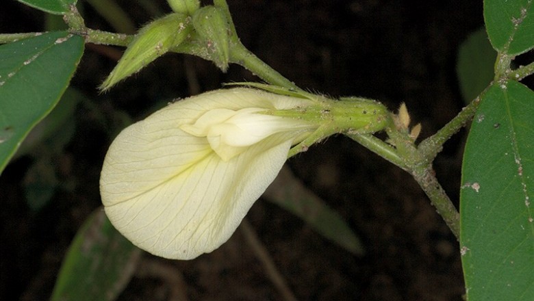 Cây dược liệu cây Ðậu biếc lông vàng - Clitoria hanceana Hemsl. var. laureola Gagnep