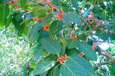 Cây dược liệu cây Ða tròn lá, Ða xoan - Ficus benghalensis L