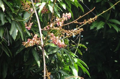 Cây Dây mật, Dây thuốc cá - Derris elliptica (Sweet) Benth