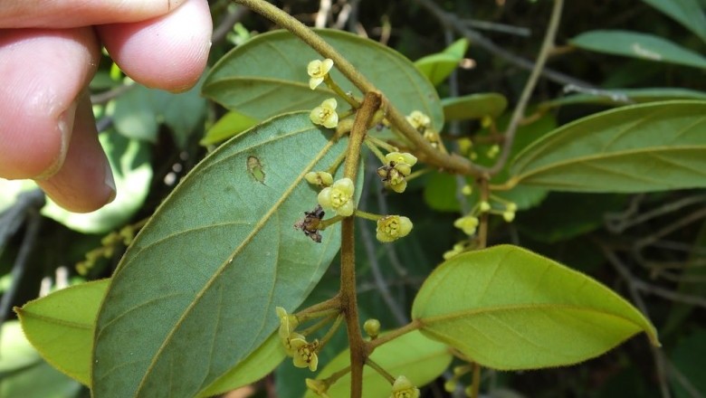 Cây Dây mề gà - Limacia scandens Lour. (L. velutina Miers)