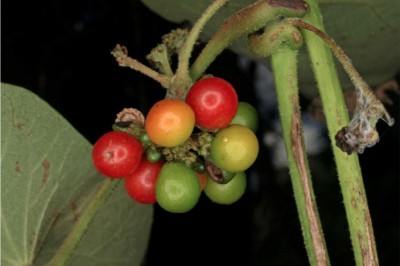 Cây Dây mối - Stephania hernandifolia (Willd.) Walp. (S. japonica (Thunb.) Miers var. bicolor (Blume) Forman)