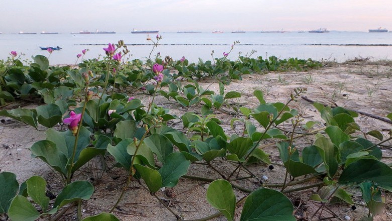 Cây dược liệu cây Ðậu biển, Ðậu dao biển - Canavalia maritima (Aubt). Thouars (C. obtusifolia DC.)
