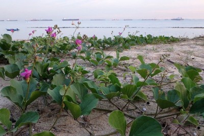 Cây dược liệu cây Ðậu biển, Ðậu dao biển - Canavalia maritima (Aubt). Thouars (C. obtusifolia DC.)