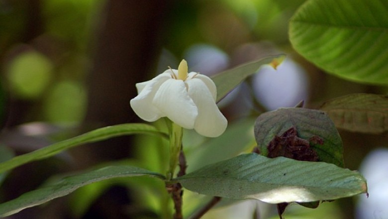 Cây dược liệu cây Dành dành bóng hay Mẫu đơn - Gardenia resinifera Roth., (G. lucida Roxb.)