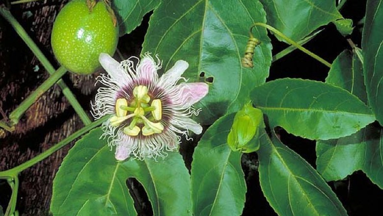 Cây Dây mát, Dây chùm bao trứng - Passiflora edulis Sim