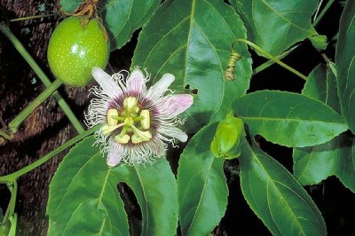 Cây Dây mát, Dây chùm bao trứng - Passiflora edulis Sim