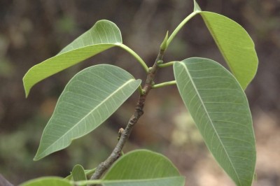 Cây dược liệu cây Ða Talbot - Ficus talbotii G. King