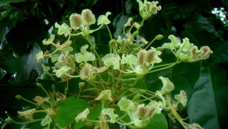 Cây Dây mấu, Mấu đỏ, Cánh dơi - Bauhinia bracteata (Benth.) Baker subsp. bracteata