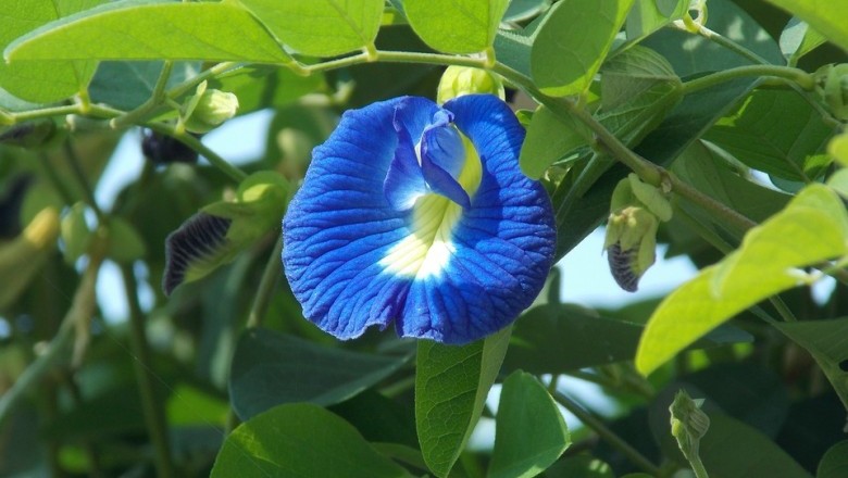Cây dược liệu cây Ðậu biếc - Clitoria ternatea L