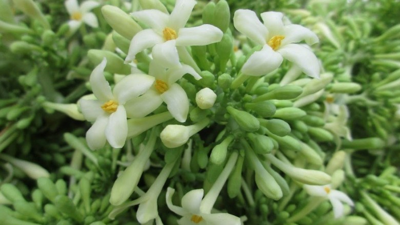 Tác dụng chữa bệnh không ngờ từ hoa đu đủ đực