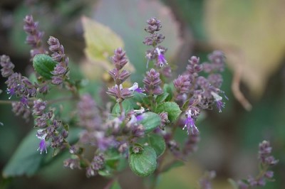 Cây Hoắc hương hoa nhỏ, Tu hùng hoa nhỏ - Pogostemon parviflorus Benth