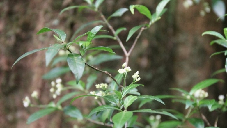 Cây Hế mọ, Mán kho, Cỏ nòi - Psychotria sp