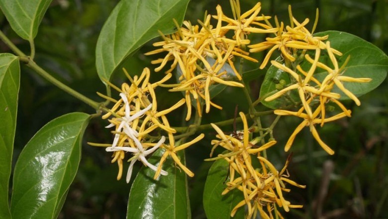 Cây Dây khai, Dây vàng hoan - Coptosapelta tomentosa (Blume) Vahl. ex Heyne var. dongnaiense (Pit.) Phamh