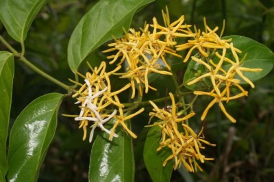 Cây Dây khai, Dây vàng hoan - Coptosapelta tomentosa (Blume) Vahl. ex Heyne var. dongnaiense (Pit.) Phamh