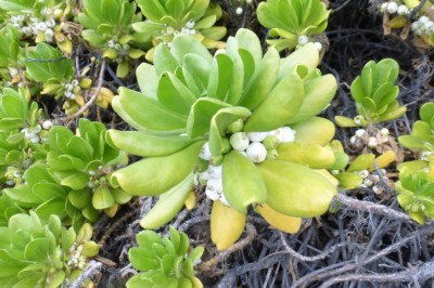 Cây Hếp - Scaveola taccada (Gaertn.), Roxb. (S. sericea Vahl)