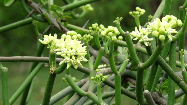 Cây Dây không lá, Tiết căn - Sarcostemma acidum (Roxb.), Voigt (S. brevistigma Wight et Arn.)