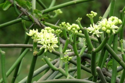 Cây Dây không lá, Tiết căn - Sarcostemma acidum (Roxb.), Voigt (S. brevistigma Wight et Arn.)