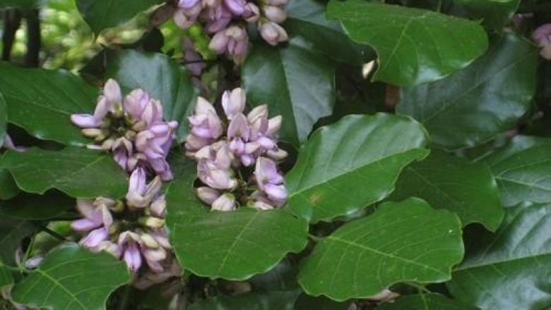 Cây Dây lim, Dây lá bánh giầy, Ním - Pongamia pinnata (L.) Merr., (P. glabra Vent., Derris indica Benn.)