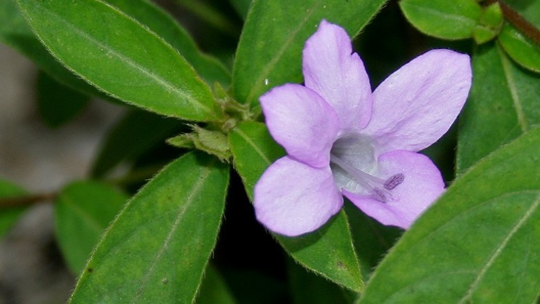 Cây Hoa chông - Barleria cristata L
