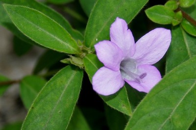Cây Hoa chông - Barleria cristata L