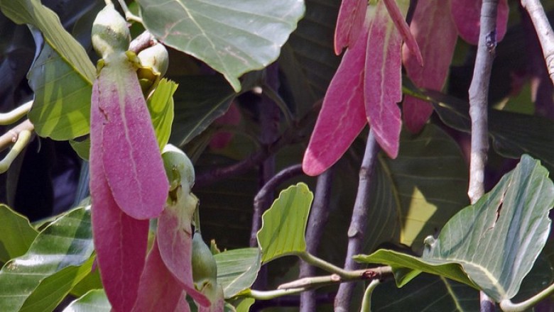 Cây Dầu con rái đỏ, Chò, Chò chang - Dipterocarpus turbinatus Gaertn. f